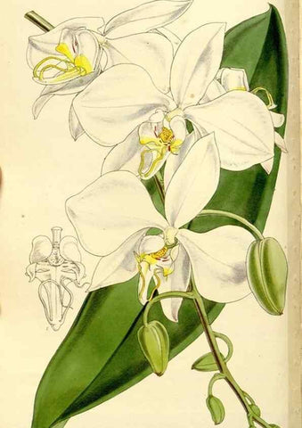 Reproducción/Reproduction 9441861293: Curtis's botanical magazine.. London ;New York [etc.] :Academic Press [etc.]