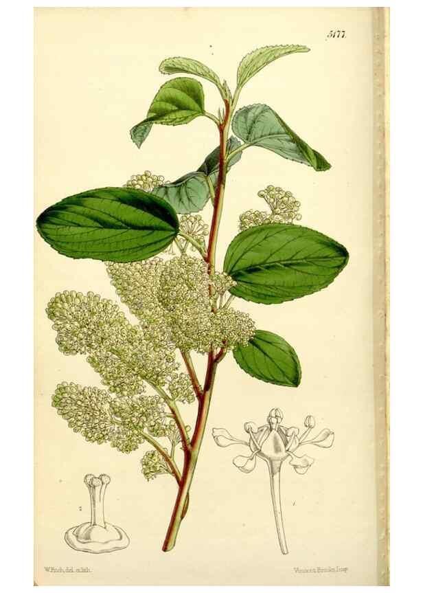 Reproducción/Reproduction 9444635756: Curtis's botanical magazine.. London ;New York [etc.] :Academic Press [etc.]