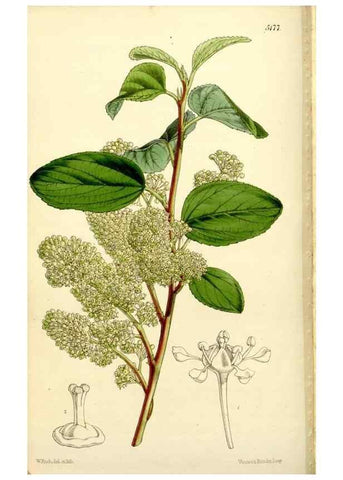 Reproducción/Reproduction 9444635756: Curtis's botanical magazine.. London ;New York [etc.] :Academic Press [etc.]