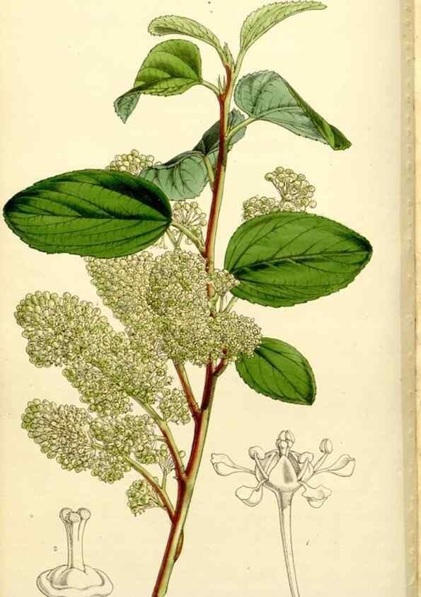 Reproducción/Reproduction 9444635756: Curtis's botanical magazine.. London ;New York [etc.] :Academic Press [etc.]