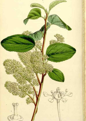 Reproducción/Reproduction 9444635756: Curtis's botanical magazine.. London ;New York [etc.] :Academic Press [etc.]