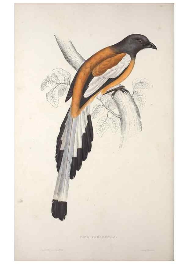 Reproducción/Reproduction 9237252549: A century of birds from the Himalaya Mountains.. London,1831.