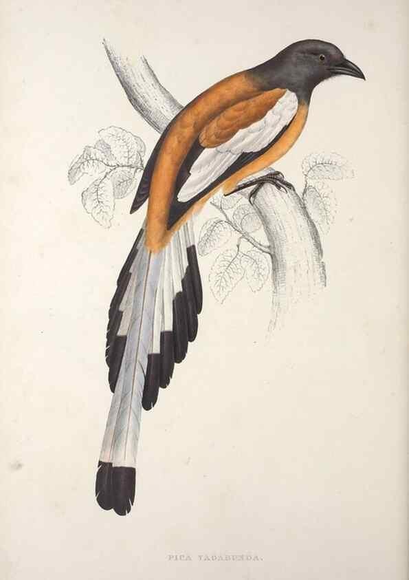 Reproducción/Reproduction 9237252549: A century of birds from the Himalaya Mountains.. London,1831.