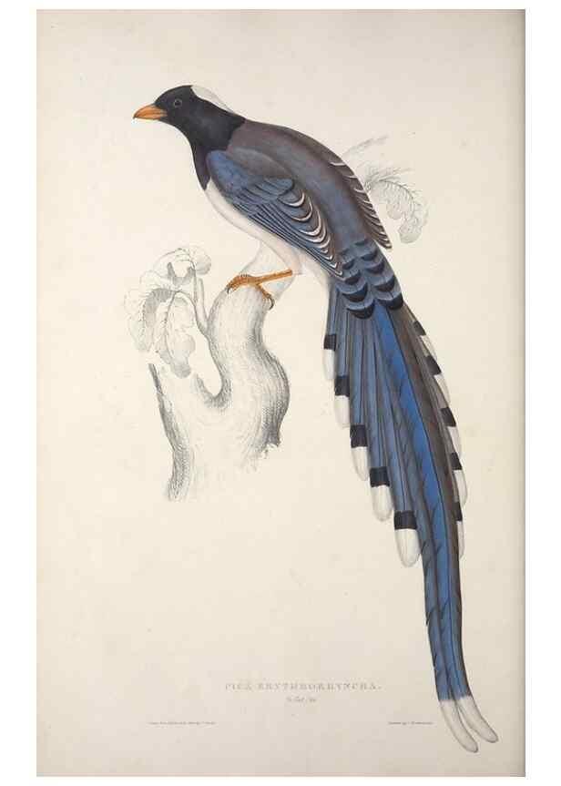 Reproducción/Reproduction 9237251301: A century of birds from the Himalaya Mountains.. London,1831.