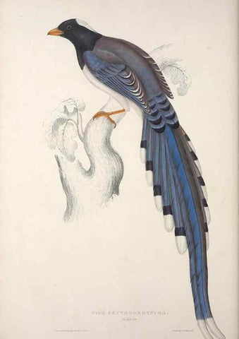 Reproducción/Reproduction 9237251301: A century of birds from the Himalaya Mountains.. London,1831.