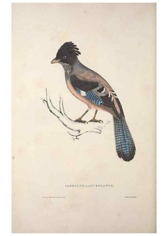 Reproducción/Reproduction 9240029168: A century of birds from the Himalaya Mountains.. London,1831.