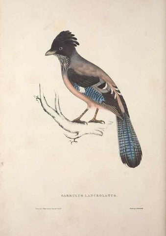 Reproducción/Reproduction 9240029168: A century of birds from the Himalaya Mountains.. London,1831.