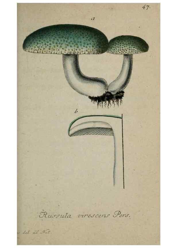 Reproducción/Reproduction 8958206189: Deutschlands Flora in Abbildungen nach der Natur :. Nürnberg,1817-