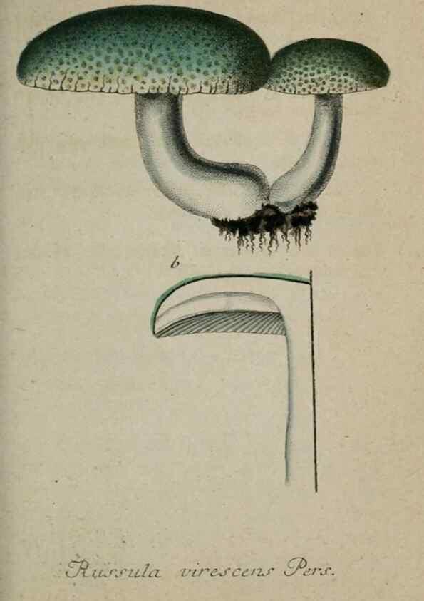 Reproducción/Reproduction 8958206189: Deutschlands Flora in Abbildungen nach der Natur :. Nürnberg,1817-