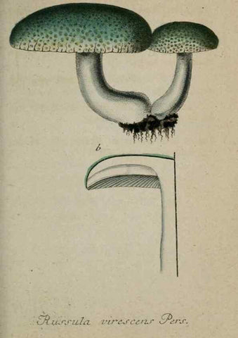 Reproducción/Reproduction 8958206189: Deutschlands Flora in Abbildungen nach der Natur :. Nürnberg,1817-