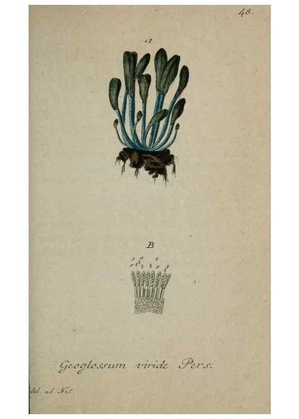 Reproducción/Reproduction 8959404796: Deutschlands Flora in Abbildungen nach der Natur :. Nürnberg,1817-