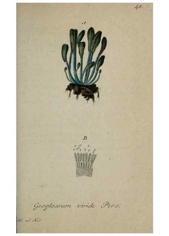 Reproducción/Reproduction 8959404796: Deutschlands Flora in Abbildungen nach der Natur :. Nürnberg,1817-