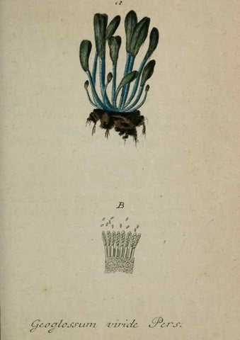 Reproducción/Reproduction 8959404796: Deutschlands Flora in Abbildungen nach der Natur :. Nürnberg,1817-