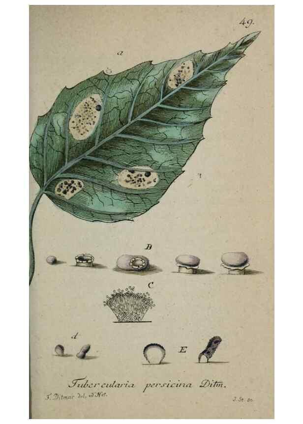 Reproducción/Reproduction 8959406044: Deutschlands Flora in Abbildungen nach der Natur :. Nürnberg,1817-