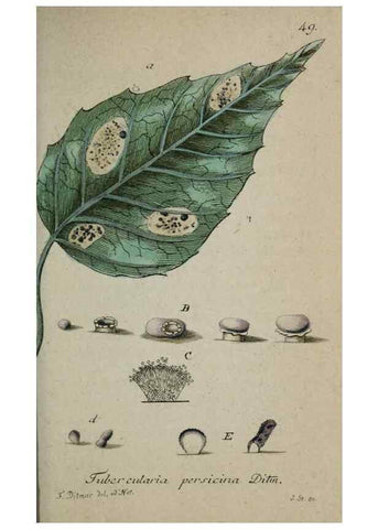 Reproducción/Reproduction 8959406044: Deutschlands Flora in Abbildungen nach der Natur :. Nürnberg,1817-