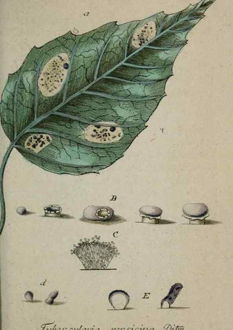 Reproducción/Reproduction 8959406044: Deutschlands Flora in Abbildungen nach der Natur :. Nürnberg,1817-