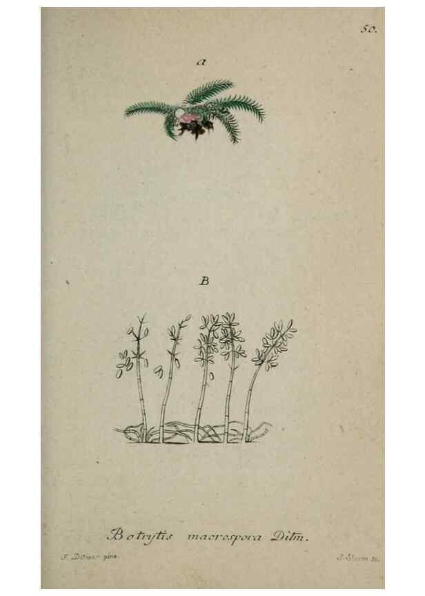 Reproducción/Reproduction 8959407172: Deutschlands Flora in Abbildungen nach der Natur :. Nürnberg,1817-