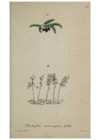 Reproducción/Reproduction 8959407172: Deutschlands Flora in Abbildungen nach der Natur :. Nürnberg,1817-