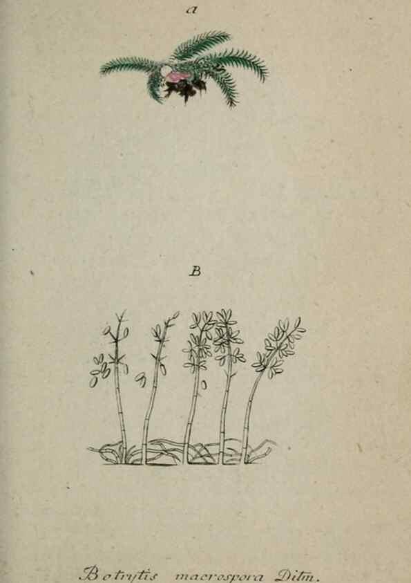 Reproducción/Reproduction 8959407172: Deutschlands Flora in Abbildungen nach der Natur :. Nürnberg,1817-