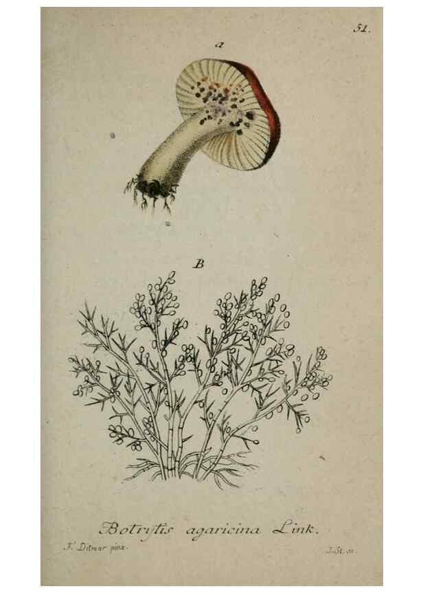 Reproducción/Reproduction 8959408290: Deutschlands Flora in Abbildungen nach der Natur :. Nürnberg,1817-