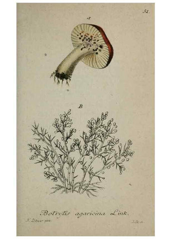 Reproducción/Reproduction 8959408290: Deutschlands Flora in Abbildungen nach der Natur :. Nürnberg,1817-