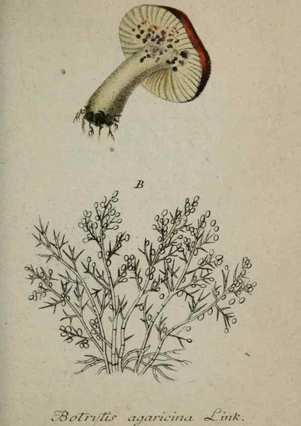 Reproducción/Reproduction 8959408290: Deutschlands Flora in Abbildungen nach der Natur :. Nürnberg,1817-