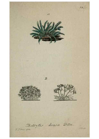 Reproducción/Reproduction 8958212217: Deutschlands Flora in Abbildungen nach der Natur :. Nürnberg,1817-