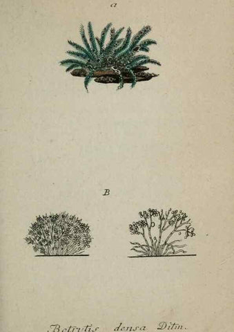 Reproducción/Reproduction 8958212217: Deutschlands Flora in Abbildungen nach der Natur :. Nürnberg,1817-