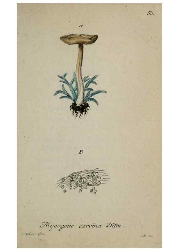 Reproducción/Reproduction 8959410460: Deutschlands Flora in Abbildungen nach der Natur :. Nürnberg,1817-