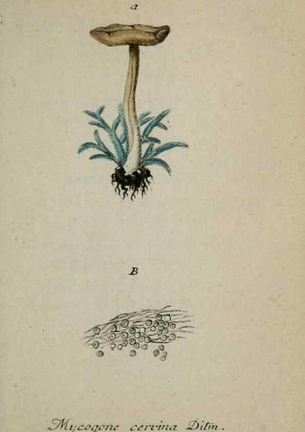 Reproducción/Reproduction 8959410460: Deutschlands Flora in Abbildungen nach der Natur :. Nürnberg,1817-