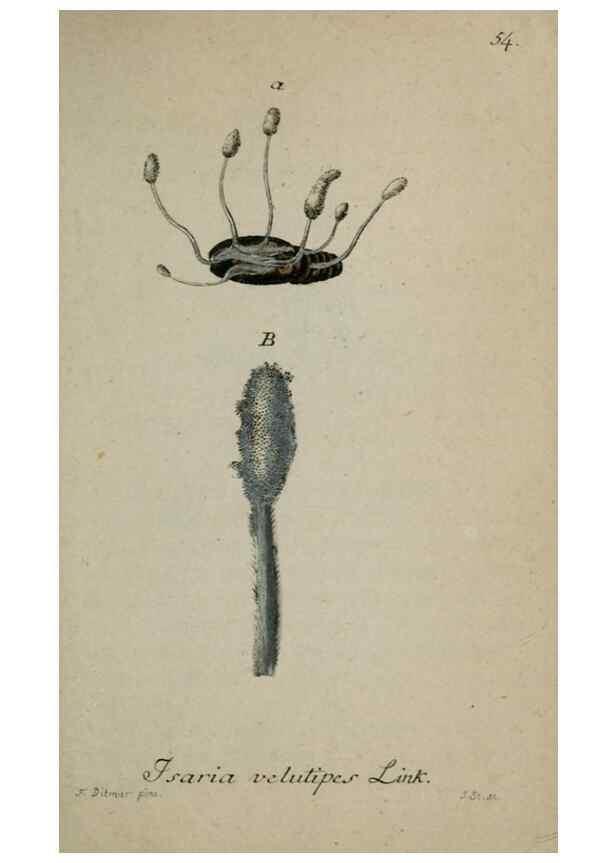 Reproducción/Reproduction 8958214437: Deutschlands Flora in Abbildungen nach der Natur :. Nürnberg,1817-
