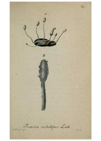 Reproducción/Reproduction 8958214437: Deutschlands Flora in Abbildungen nach der Natur :. Nürnberg,1817-
