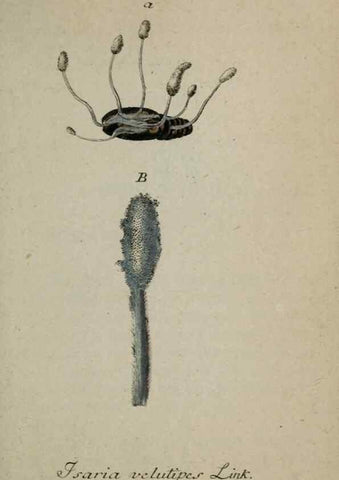 Reproducción/Reproduction 8958214437: Deutschlands Flora in Abbildungen nach der Natur :. Nürnberg,1817-