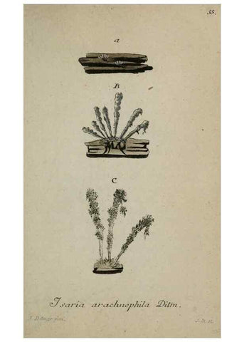 Reproducción/Reproduction 8958215937: Deutschlands Flora in Abbildungen nach der Natur :. Nürnberg,1817-