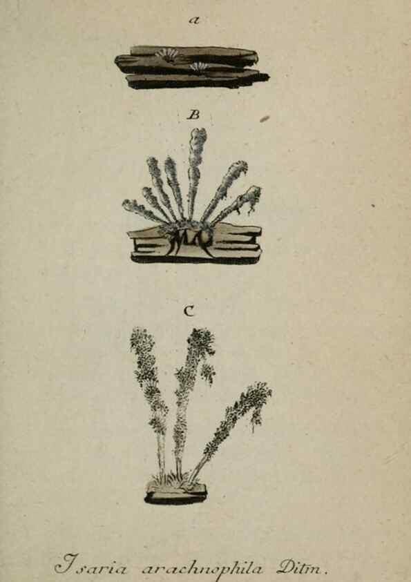 Reproducción/Reproduction 8958215937: Deutschlands Flora in Abbildungen nach der Natur :. Nürnberg,1817-