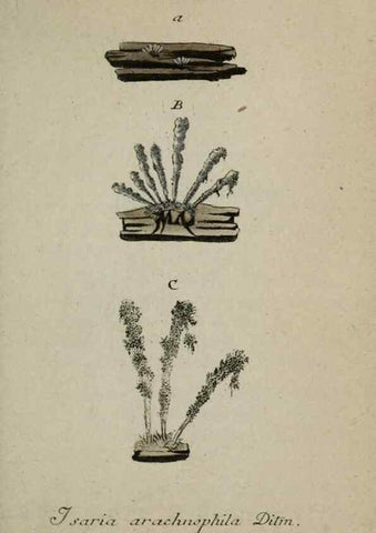 Reproducción/Reproduction 8958215937: Deutschlands Flora in Abbildungen nach der Natur :. Nürnberg,1817-