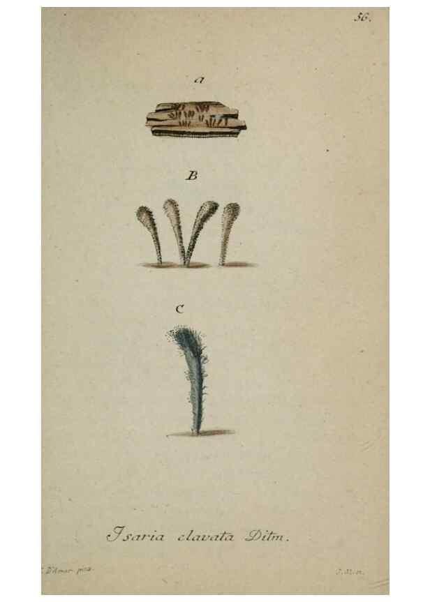 Reproducción/Reproduction 8959414234: Deutschlands Flora in Abbildungen nach der Natur :. Nürnberg,1817-