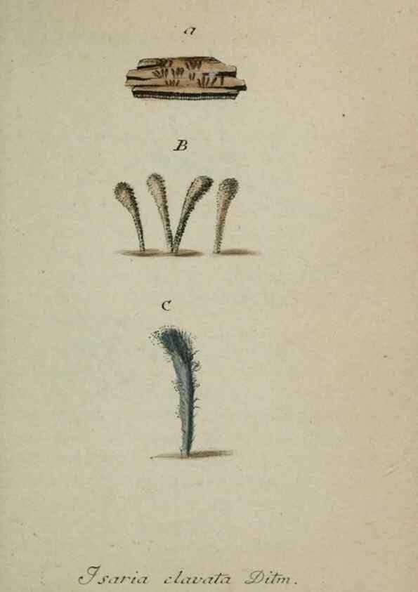Reproducción/Reproduction 8959414234: Deutschlands Flora in Abbildungen nach der Natur :. Nürnberg,1817-