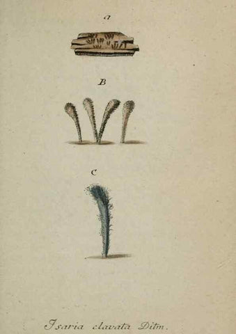 Reproducción/Reproduction 8959414234: Deutschlands Flora in Abbildungen nach der Natur :. Nürnberg,1817-