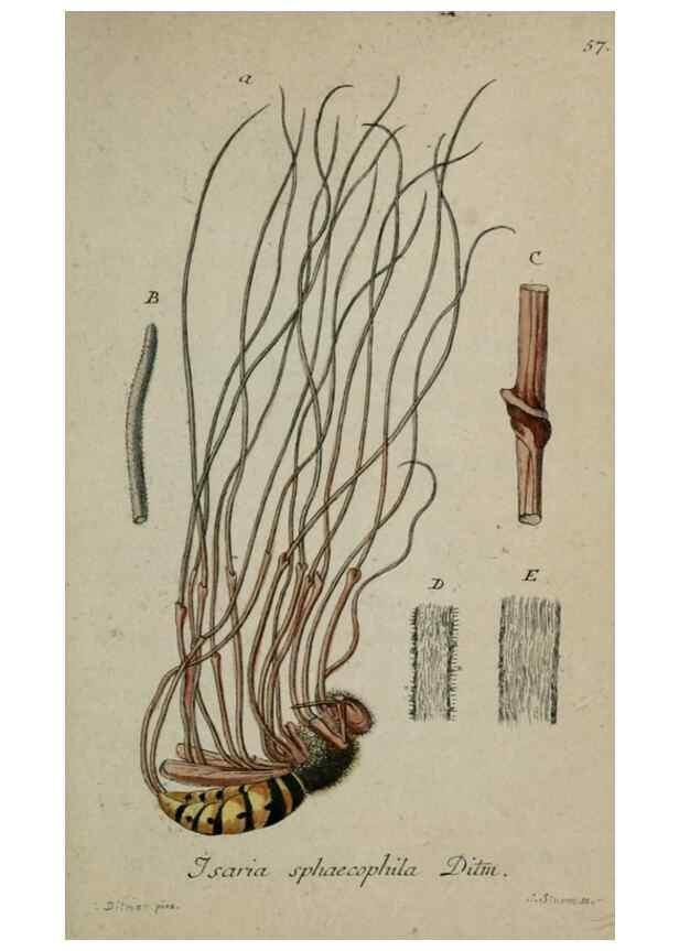 Reproducción/Reproduction 8958218543: Deutschlands Flora in Abbildungen nach der Natur :. Nürnberg,1817-