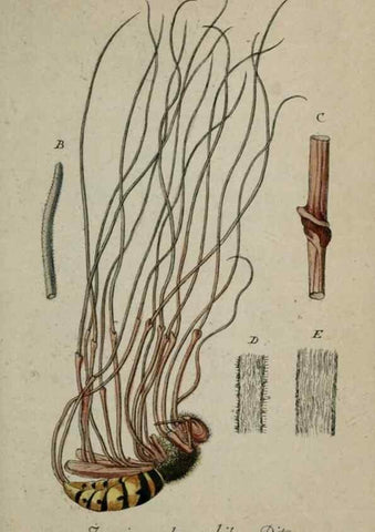 Reproducción/Reproduction 8958218543: Deutschlands Flora in Abbildungen nach der Natur :. Nürnberg,1817-