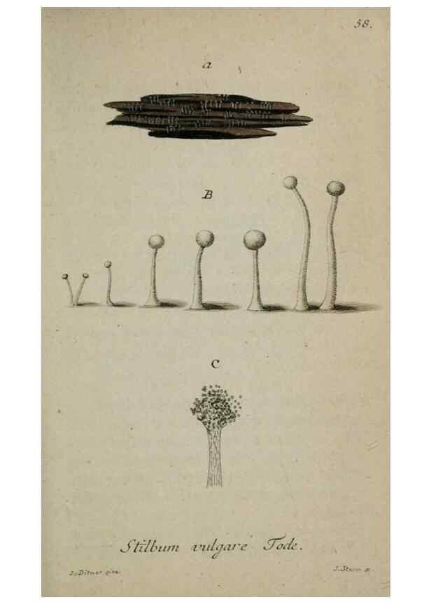 Reproducción/Reproduction 8958219785: Deutschlands Flora in Abbildungen nach der Natur :. Nürnberg,1817-