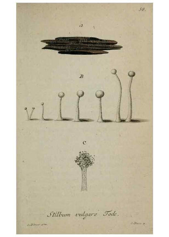 Reproducción/Reproduction 8958219785: Deutschlands Flora in Abbildungen nach der Natur :. Nürnberg,1817-
