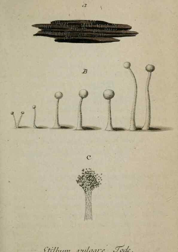 Reproducción/Reproduction 8958219785: Deutschlands Flora in Abbildungen nach der Natur :. Nürnberg,1817-