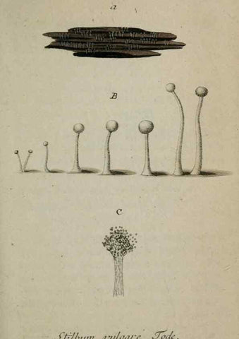 Reproducción/Reproduction 8958219785: Deutschlands Flora in Abbildungen nach der Natur :. Nürnberg,1817-