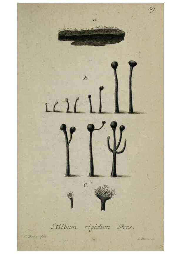 Reproducción/Reproduction 8958221007: Deutschlands Flora in Abbildungen nach der Natur :. Nürnberg,1817-