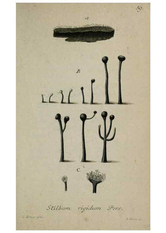 Reproducción/Reproduction 8958221007: Deutschlands Flora in Abbildungen nach der Natur :. Nürnberg,1817-