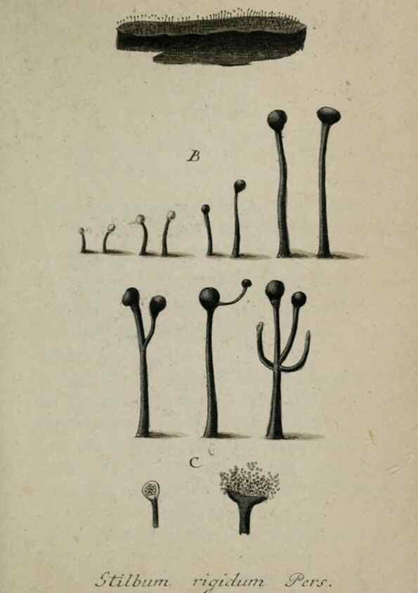 Reproducción/Reproduction 8958221007: Deutschlands Flora in Abbildungen nach der Natur :. Nürnberg,1817-