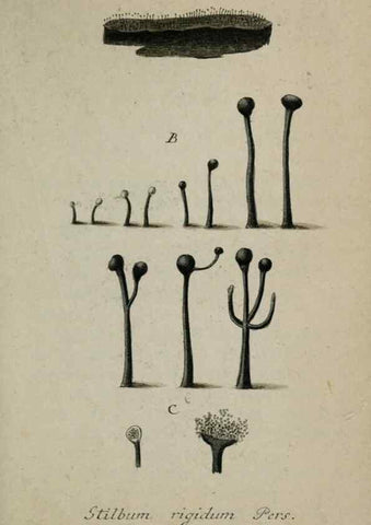 Reproducción/Reproduction 8958221007: Deutschlands Flora in Abbildungen nach der Natur :. Nürnberg,1817-