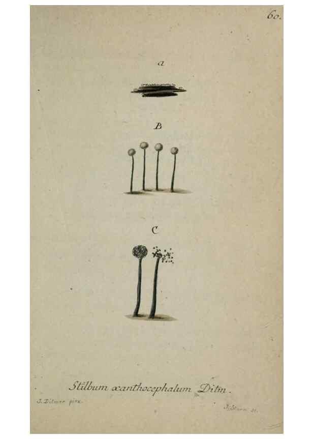 Reproducción/Reproduction 8959418970: Deutschlands Flora in Abbildungen nach der Natur :. Nürnberg,1817-